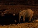 Elefant bei Nacht