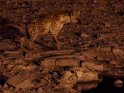 Hyäne bei Nacht