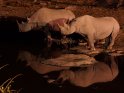 Zwei Nashörner bei Nacht am Wasserloch
