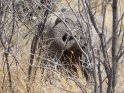 versteckter Elefant
