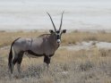 Oryx mit Salzpfanne im Hintergrund