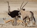 Oryx, Strauße und Springböcke