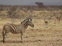 Zebra mit Springbcken im Hintergrund