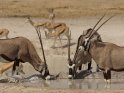 Oryxe mit Springböcken