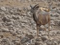 Kudu mit Springbock im Hintergrund