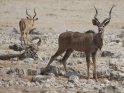 Kudu mit Impala im Hintergrund
