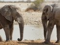 Zwei Elefanten