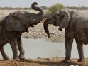Zwei gegenüberstehende Elefanten
