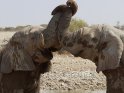 Elefanten mit verschrenkten Rüsseln