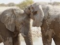 Zwei küssende Elefanten