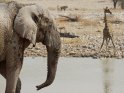 Elefant und Giraffe an gegenberliegenden Seiten vom Wasserloch
