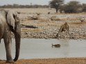Elefant und Giraffe am Wasser