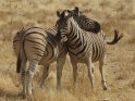 Zwei kuschelnde Zebras