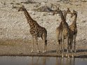 Vier Giraffen am Wasser