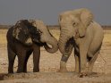 zwei Elefanten