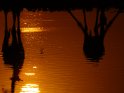 Giraffen bei Sonnenuntergang