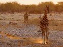 Giraffen kurz vor Sonnenuntergang