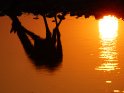 Spiegelung einer trinkenden Giraffe am Wasserloch bei Sonnenuntergang