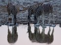 Drei sich im Wasser spiegelnde Zebras