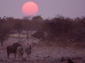 Streifengnu mit zwei Zebras bei Sonnenuntergang