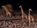 Giraffen bei Nacht