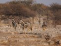 Zebras 
 
Dieses Motiv wurde am 04. Januar 2013 in die Kategorie Etosha Nationalpark in Namibia eingefgt.