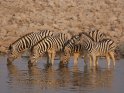 Vier trinkende Zebras im Wasser
