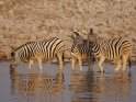 Drei Zebras am Wasserloch