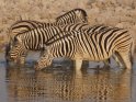 Vier trinkende Zebras
