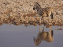 im Wasser spiegelndes Zebra