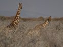 Zwei Giraffen zwischen Dornbschen