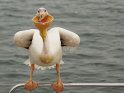 Lustiges Foto von einem Pelikan