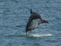 Delphin in der Luft