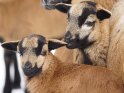Schaf knabbert am Ohr eines Lamms