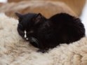 Eine schwarze Katze hat es sich auf dem Rücken eines Schafs bequem gemacht.
