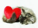 Maine Coon Kätzchen kuschelt mit einem Stoff-Herz