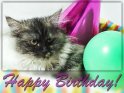 Happy Birthday! 
Geburtstagskarte mit einer Maine Coon Katze.