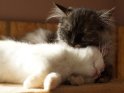 Britisch Kurzhaar Kätzchen kuschelt mit einem Maine-Coon Kätzchen