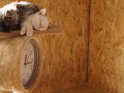 Maine Coon und Britisch Kurzhaar Kätzchen schlafen über einer Uhr