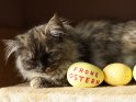 Maine-Coon-Katze mit Ostereiern, von denen eine mit Frohe Ostern beschriftet ist.