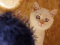 Britisch Kurzhaar Kätzchen mit einem Wollknäul