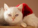 Britisch Kurzhaar Kätzchen mit einer Weihnachtsmütze
