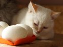 Britisch Kurzhaar Katze mit einem Körbchen Eier