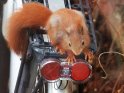 Eichhörnchen auf einem Fahrradgepäckträger