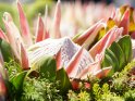 Protea 
 
Dieses Motiv finden Sie seit dem 20. November 2014 in der Kategorie Blumen und Blten auf Madeira.