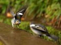 Madeira-Buchfinken