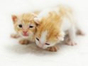Zwei junge Kätzchen beim Kuscheln