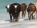 Rinder laufen am Strand entlang