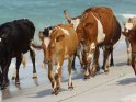 Rinder laufen am Strand des indischen Ozeans entlang