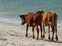 Zwei Rinder laufen am Strand entlang